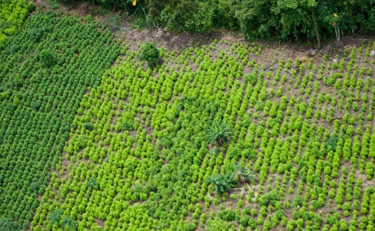 Se disparó producción de coca en el país 1 738 toneladas en 2022 El